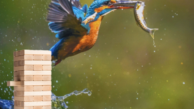 Kingfisher 759×50