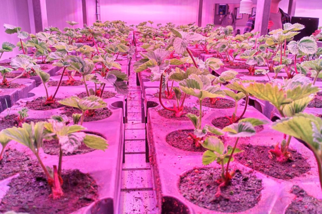 Proefcentrum Hoogstraten plantgoed
