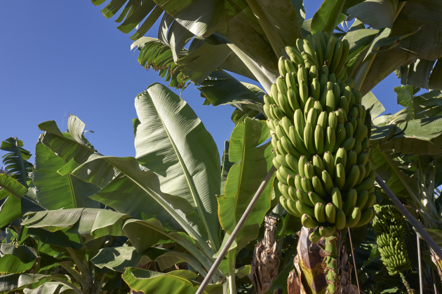 Banana plantation