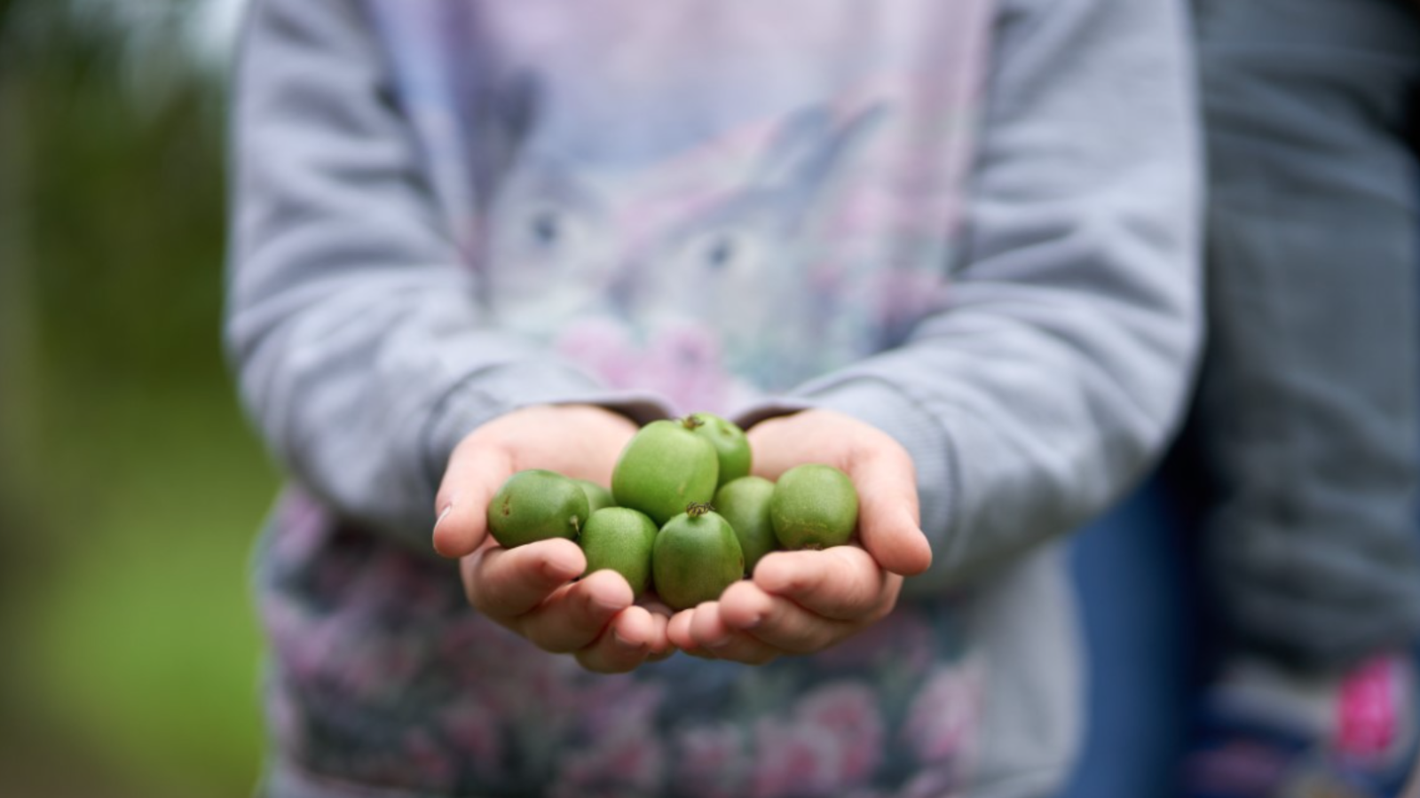 Kiwibes Coöperatie Hoogstraten
