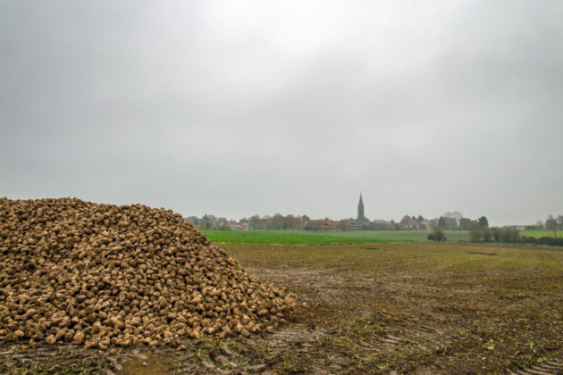 De bietenoogst wordt alvast beter dan vorig jaar.