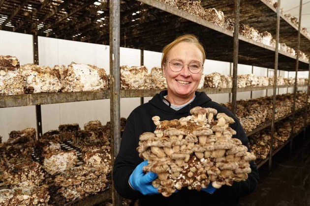 Maatwerkbedrijf De Kromme Boom wil chips maken van oesterzwammen en shiitakes_