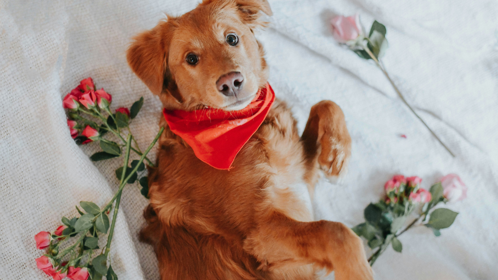 Cats & Dogs Valentijn