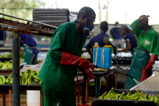 Recordcijfers voor Belgische palmolieproducent Sipef