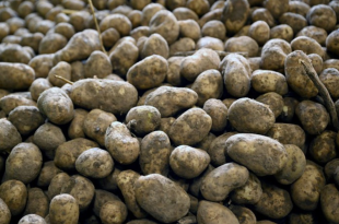 Colruyt gaat tonnen aardappeloverschotten wegschenken aan de Voedselbanken.