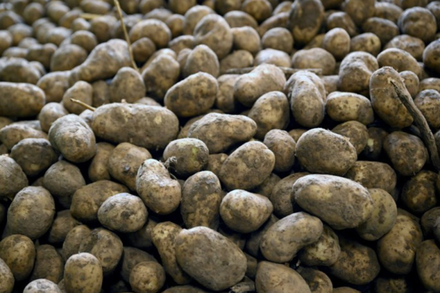 Colruyt gaat tonnen aardappeloverschotten wegschenken aan de Voedselbanken.