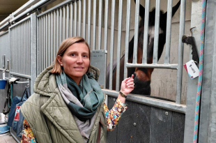 bedrijf uit Zuienkerke – paarden qatar