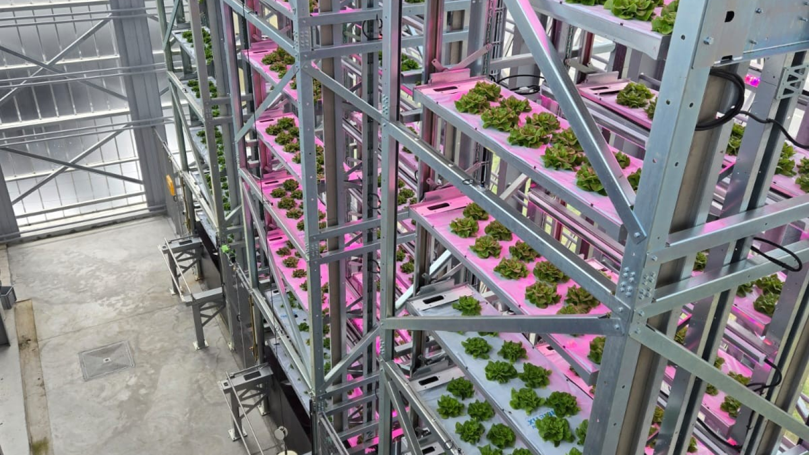Urban Crop 26