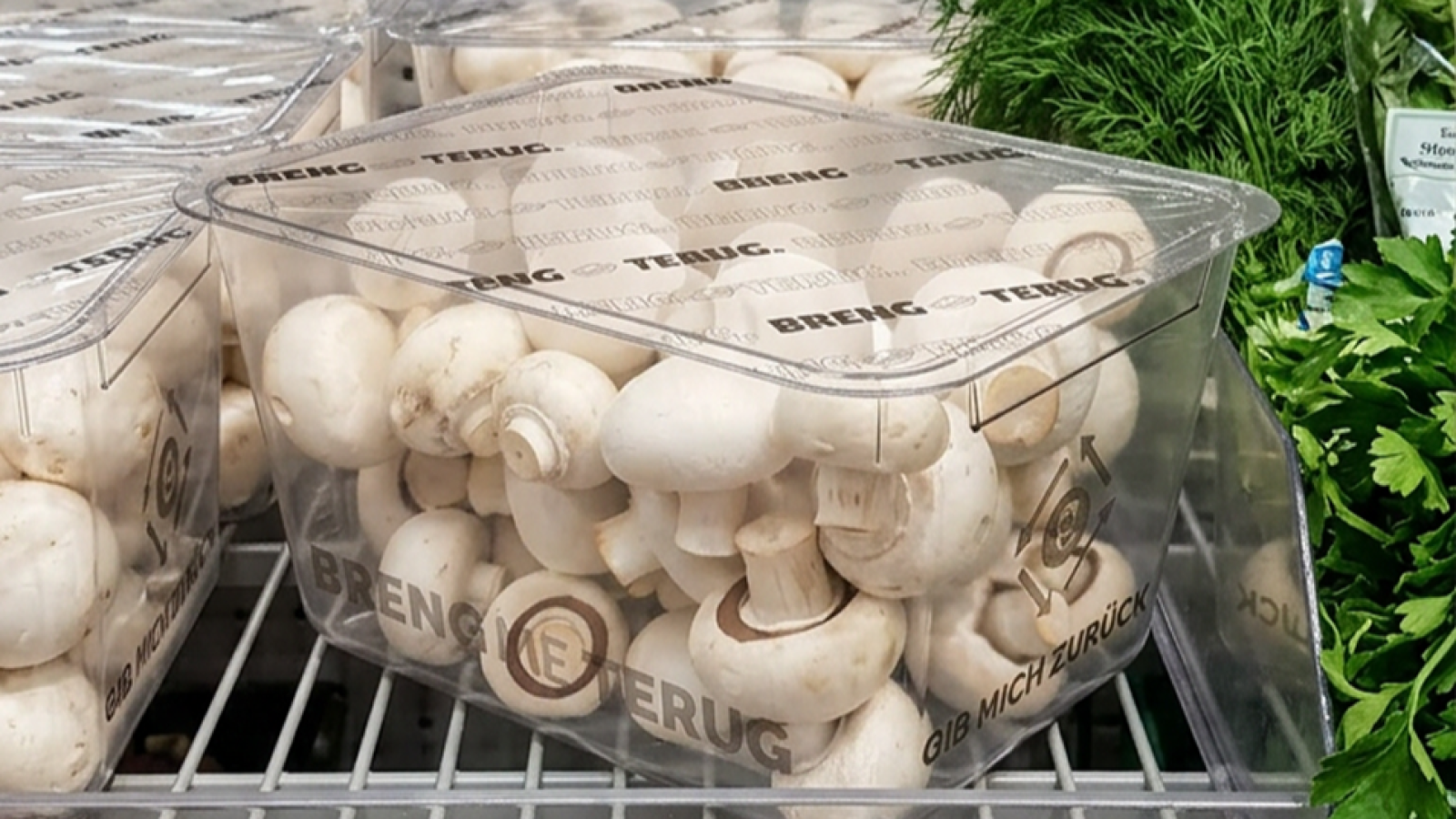 champignons_1