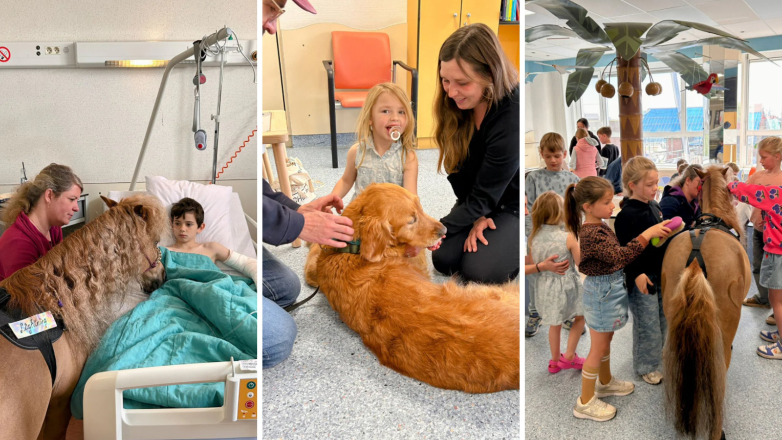 Met de opleiding Dieren als zorgpartner wil de hogeschool een professioneel kader bieden voor een praktijk die vandaag al bestaat, maar nog weinig gestructureerd is.