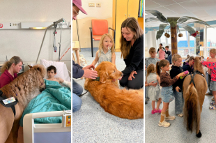 Met de opleiding Dieren als zorgpartner wil de hogeschool een professioneel kader bieden voor een praktijk die vandaag al bestaat, maar nog weinig gestructureerd is.