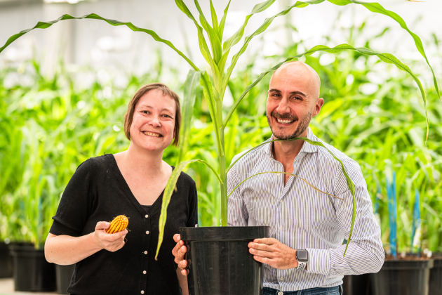 Left to Right_ Prof Hilde Nelissen (leading researcher at the VIB-UGent Center for Plant Systems Biology) and Giacomo Bastianelli (CEO of Rainbow Crops) holding Maize (1)