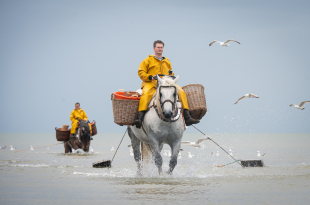 ODK examen paardenvissers Ian en Renzo-SOF-2444 (002)