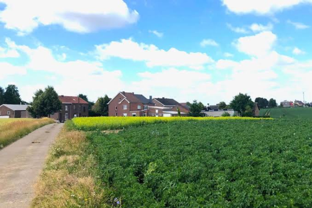landbouwgewassen