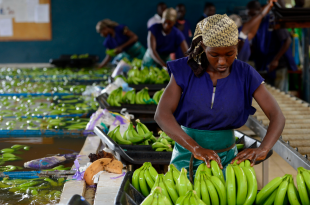 Sipef neemt bananenplantage in Ivoorkust over